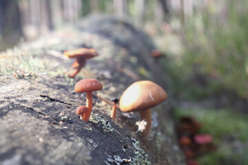 Three brown mushrooms grow on a fallen tree log with moss in the forest