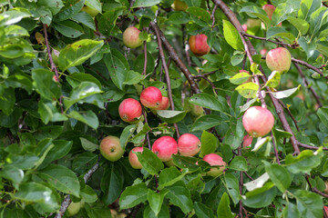 A lot of ripe apples on a tree branch