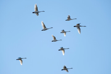 川島町白鳥飛来地の白鳥　埼玉県比企郡川島町
