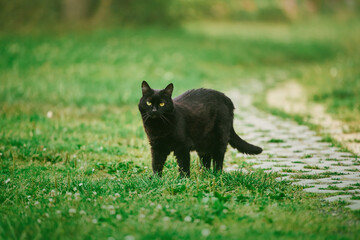 Black cat moving across grassy backyard