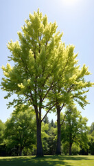 Obraz premium Fraxinus excelsior frontal set trees isolated png in sunny daylight on a transparent background perfectly cutout (European ash or common ash) isolated with white highlights, png