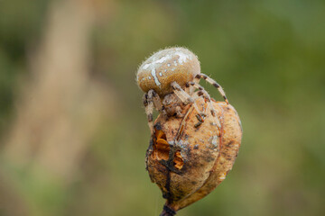Araneus spider weaves a web. Close-up. Macro photography.