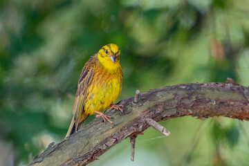 Yellowhammer, Emberiza citrinella. A bird sits on a branch
