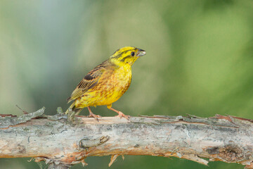 Yellowhammer, Emberiza citrinella. A bird sits on a branch