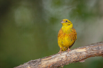 Yellowhammer, Emberiza citrinella. A bird sits on a branch