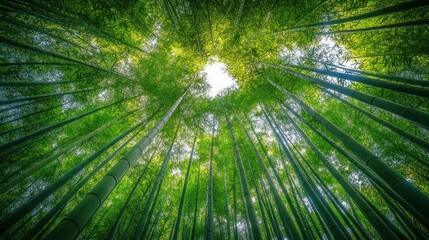 A low angle view of a dense bamboo forest with sunlight peeking through the canopy.