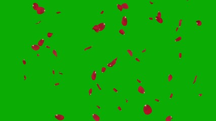 falling red rose flower petals isolated greenscreen background