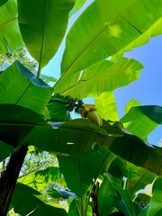 A close-up of banana tree leaves and a ripening banana fruit in Batumi, Georgia