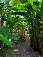A clay road winds through a lush banana grove, surrounded by tall banana trees in Batumi, Georgia