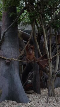 monkey in the jungle vertical video