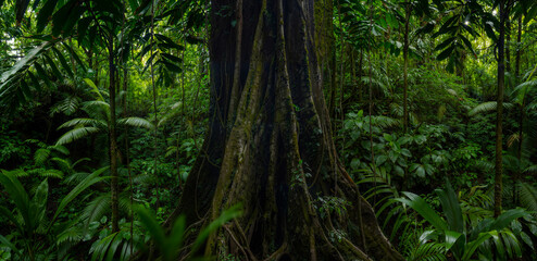 Deep tropical rainforest