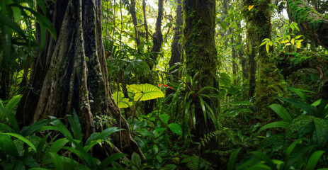 Deep tropical rainforest