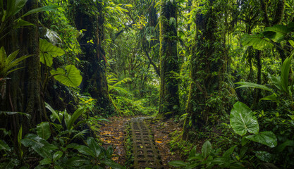 Fototapeta premium Deep tropical rainforest