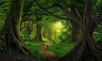 Deep tropical rainforest