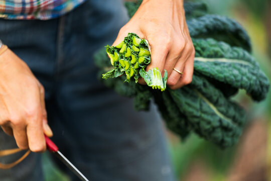 Hands of a woman harvesting kale from a garden