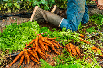 A gardener in rummer boots and jeans kneels behind a freshly picked crop of carrots