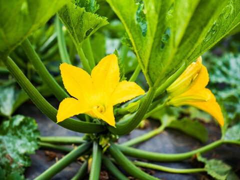 Close up of yellow pumpkin flowers in a garden