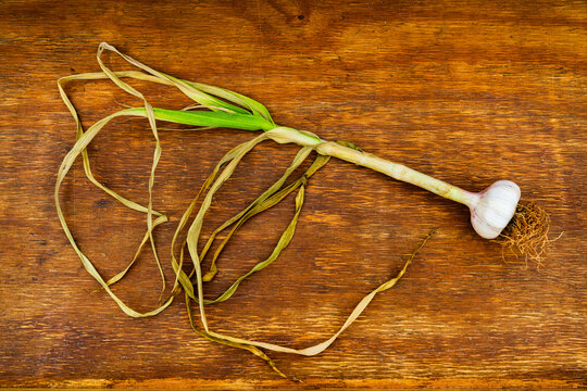 A stalk of garlic halfway through curing process against a wooden background