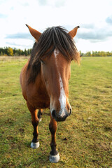 brown horse with mane walks on the field