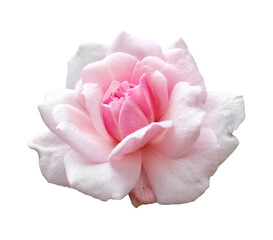 Isolated Pink Rose Flower