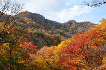 Fototapeta premium Vibrant autumn foliage paints the mountains in stunning oranges and yellows under a clear sky