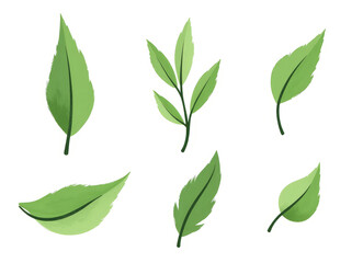 Fototapeta premium set of painted green leaves on a white background