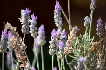 Lavender flowers blooming in the garden, close-up
Leaves, fruits, flowers, seeds of the plant known as Lavender (Lavandula dentata)