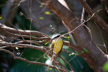 Great Kiskadee bird (Pitangus sulphuratus) on the branches and leaves of a tree