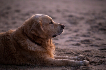 golden retriever lying on sand on the shore of the baltic sea at sunset