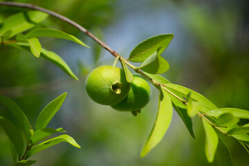 Leaves, fruits, flowers, seeds of the tree known as guavira (Campomanesia spp)