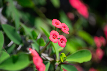 Leaves, flowers, thorns and branches of the plant known as crown of thorns (Euphorbia Milii)
