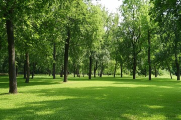 Fototapeta premium A tranquil afternoon in a lush green park filled with towering trees and vibrant grass