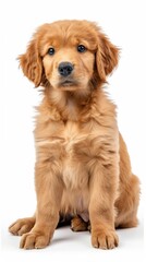 Golden retriever puppy sitting, white background, 4K hyperrealistic photo