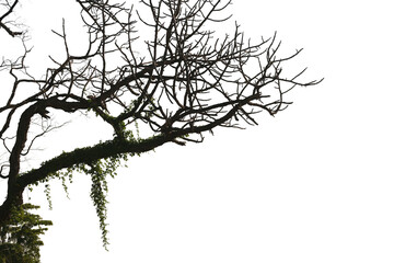 Dead branches , Silhouette dead tree or dry tree on white background with clipping path.
