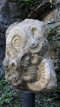 ancient sea animal tracks on rocks vertical video