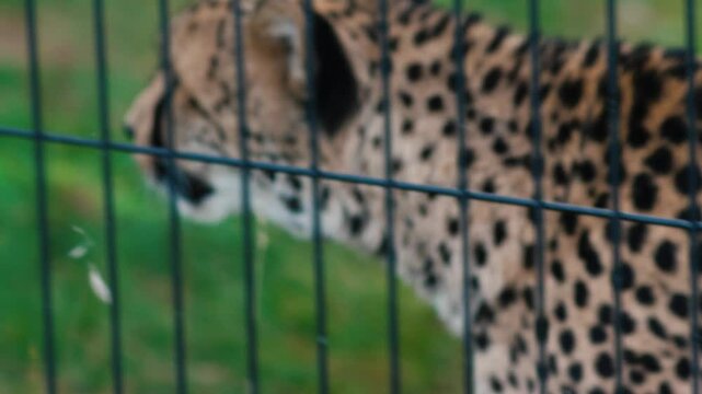 adult predatory cheetah in a zoo behind bars in an enclosure with a predatory look walks, close-up of a cheetah in a reserve on a summer day