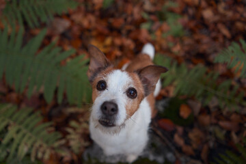 A close-up of a Jack Russell Terrier in a forest filled with autumn leaves. The vibrant fall colors provide a beautiful contrast to the terrier's alert expression.