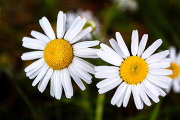 Fototapeta premium Two beautiful flowers with white petals with a blurred background