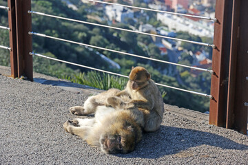 Barbary macaque grooming on the Rock of Gibraltar