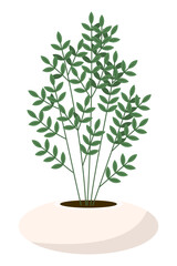 Houseplant with leaves on long thin branches in ceramic light pot. Flat style. Vector illustration.
