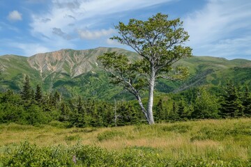 Fototapeta premium A solitary tree stands tall in a lush green meadow beneath a vast blue sky in nature's embrace