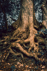 A tree that has roots which resemble a human face or figure