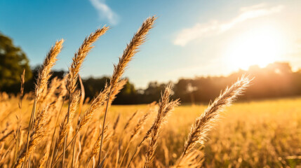 Fototapeta premium Golden grass sways gently in the warm light during sunset in a tranquil rural field