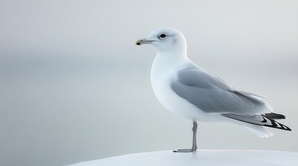 Obraz premium a beautiful natural white seagull gracefully poses isolated against a crisp white background embodying the essence of freedom and aquatic life in a minimalistic yet striking manner