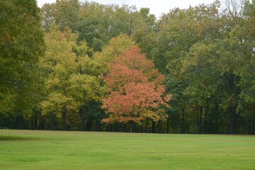 Naklejka premium A vibrant orange maple tree stands out among lush green foliage in autumn's embrace
