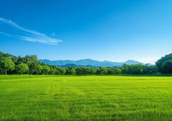 Fototapeta premium landscape with grass