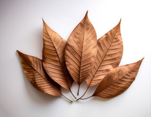 dry brown leaves, isolated white background