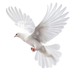 white dove isolated