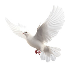 Obraz premium flying white dove