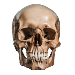 Obraz premium human skull PNG